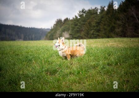 Welsh Corgi Pembroke Hündin steht auf der Frühlingswiese Stockfoto