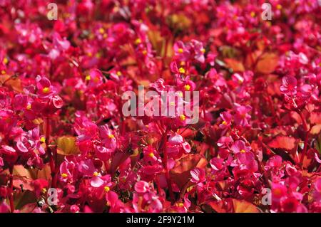 Rosa und rote Begonia Blumen Hintergrund. Wachs Begonias Begonia semperflorens, Begoniaceae Stockfoto