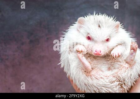 Afrikanischer Igel auf grauem Hintergrund, Albino-weiße Nahaufnahme Auf die Hand eines Mannes Stockfoto