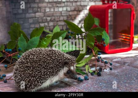 Afrikanischer Zwergigel auf grauem Hintergrund Stockfoto