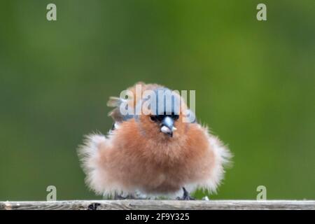 Ein männlicher Chaffinch thronte an einem windigen Tag auf einem Holzpfosten und sah ganz aufgeschüttelt aus Stockfoto