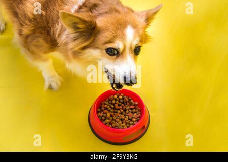 Hund isst trockenes Futter aus einer roten Schüssel. Hundefutter-Konzept Stockfoto