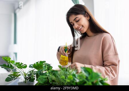 Frau sprüht Hauspflanze mit reinem Wasser aus Sprühflasche Stockfoto