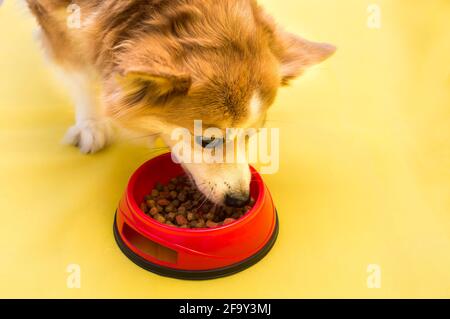 Der Hund frisst aus nächster Nähe Trockenfutter aus einer roten Schüssel. Hundefutter-Konzept Stockfoto