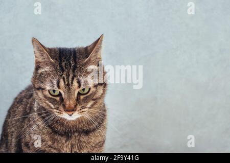 Porträt einer wütenden Katze Nahaufnahme auf grauem Hintergrund Stockfoto