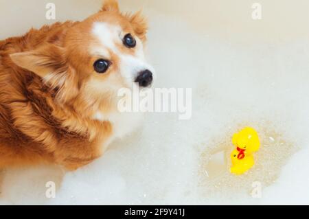 Porträt eines Hundes in einer Badewanne mit Badeschaum. Weichfokus Stockfoto