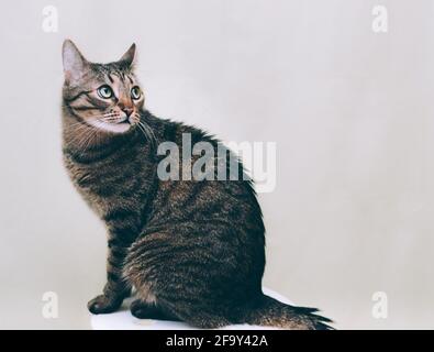 Porträt einer ernsthaften schönen Katze aus der Nähe Stockfoto