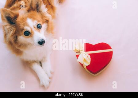 Nahaufnahme eines Ingwer-Hundes auf rosa Hintergrund mit herzförmiger Geschenkbox Stockfoto
