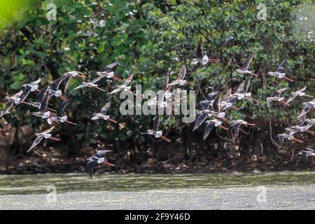 Las Pinas City, Philippinen. April 2021. Am 21. April 2021 fliegt eine Gruppe von Schwarzflügelstelzen im Feuchtgebiet Las Pinas-Paranaque in Las Pinas City, Philippinen. Quelle: Rouelle Umali/Xinhua/Alamy Live News Stockfoto