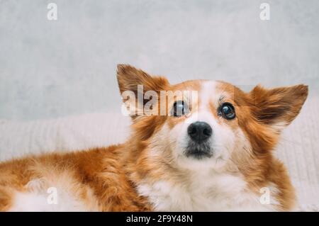 Porträt eines rothaarigen schönen Haushundes aus nächster Nähe Stockfoto