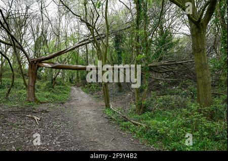 Selbstgemachte Schaukel auf einem umgestürzten Baum im Wald. Stockfoto