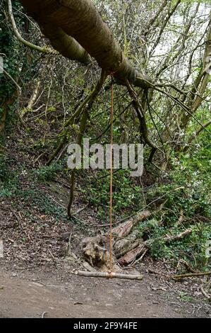 Selbstgemachte Schaukel auf einem umgestürzten Baum im Wald. Stockfoto