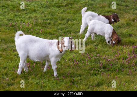 Christchurch, Bournemouth, Dorset, Großbritannien. April 2021. Britisches Wetter: Ziegen und ihre Kinder an einem bewölkten Tag, bevor am Nachmittag Duschen kamen. Quelle: Carolyn Jenkins/Alamy Live News Stockfoto