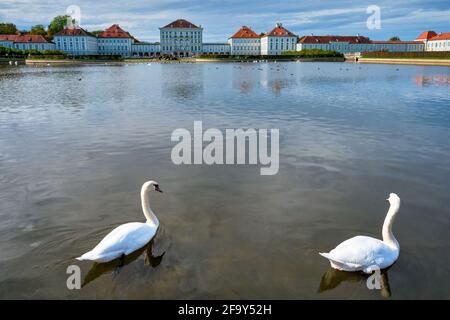 Schwan im Teich bei Schloss Nymphenburg. München, Bayern, Deutschland Stockfoto