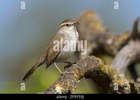 Bewick's Wren (Thryomanes bewickii), Sacramento County California USA Stockfoto