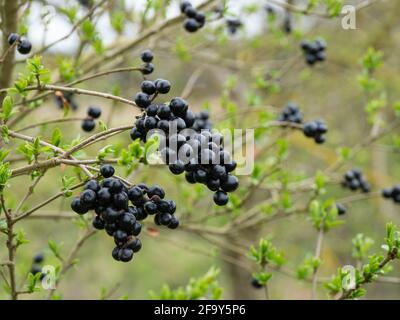 Wilder Privet-Baum mit Trauben von schwarzen Beeren Stockfoto