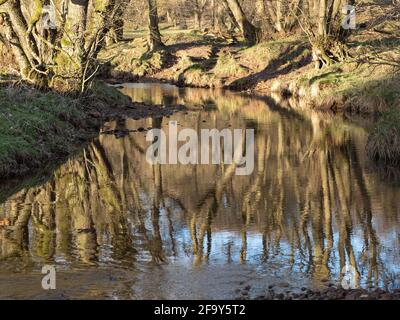 Waldspiegelungen in einem Bach. Stockfoto