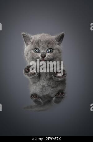 Bodenansicht von blauen britischen Kurzhaarkätzchen, die auf unsichtbarem ruht Glasplatte mit Blick auf die Kamera auf grauem Hintergrund und Kopie Platz Stockfoto