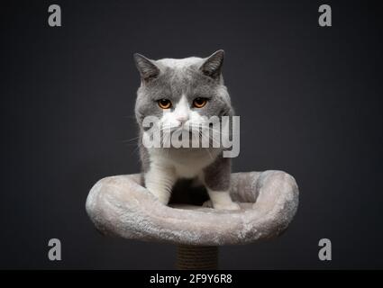 Blauweiße britische Kurzhaarkatze mit orangefarbenen Augen Oben auf dem Kratzbaum, der die Kamera auf grauem Hintergrund ansieht Mit Kopierbereich Stockfoto