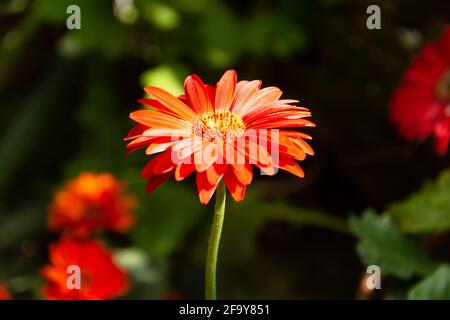 Farbige rote Gerbera Blume mit verschwommenem Schimmer Hintergrund Stockfoto