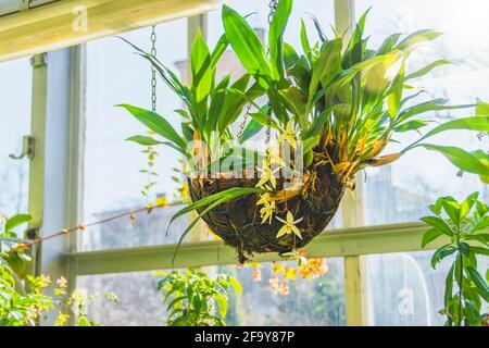 Coelogyne Orchidee in einem hängenden Kokosnusstopf, im Gewächshaus eines subtropischen Gartens Stockfoto