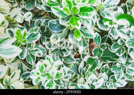 Farben Blatt der japanischen Spindel Baum und weiße Blumen. Euonymus japonicus Stockfoto