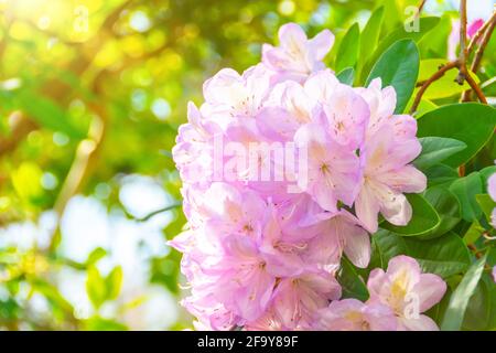 Blühend sanft rosa Rhododendron Azalea Frühling Stockfoto