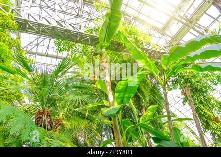 Musa Junge Banane wächst in den Tropen. Bananen auf dem Baum. Musaceae Familie im Gewächshaus Stockfoto