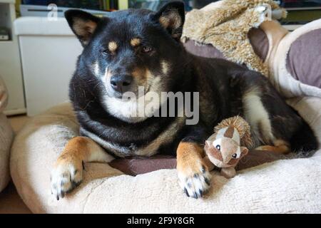 Süßes, schwarzes und braunes shiba Inu, das auf seinem Bett liegt Mit einem Spielzeug-Eichhörnchen Stockfoto