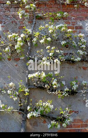 Weiße Blüte auf Espalier englischer Apfelbaum auf alter gemauerter Gartenmauer, norfolk, england Stockfoto