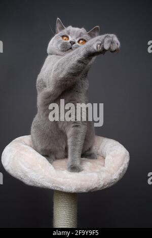 Blaue britische Kurzhaarkatze, die auf einem Kratzpfosten-Haustier-Bett sitzt Wiedergabe Aufzucht Raising Pfote auf grauem Hintergrund mit Kopie Platz Stockfoto