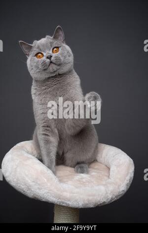 Blaue britische Kurzhaarkatze, die auf einem Kratzpfosten-Haustier-Bett sitzt Wiedergabe Aufzucht Raising Pfote auf grauem Hintergrund mit Kopie Platz Stockfoto