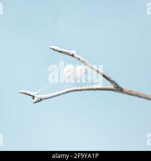 Ein weißes Herz in einem Spinnennetz auf einem mit Schnee bedeckten Ast, isoliert auf einem pastellblauen Hintergrund. Wintermotiv. Horizontales Fotolayout. Speicherplatz kopieren. Stockfoto