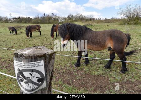 Südmähren, Niederösterreich, 20. April 2021. Wilde Exmoor-Ponys im Nationalpark Podyji in Südmähren, der sich entlang des Dyje (Thaya), einem Grenzfluss zwischen Südmähren und Niederösterreich, erstreckt, am Dienstag, den 20. April 2021. Die Pferde sollen eine Fläche von etwa 70 Hektar erhalten. Wildpferde kehren im Rahmen des Projekts „Military LIFE for Nature“ in die tschechische Natur zurück, um seltene Tierarten in fünf ehemaligen militärischen Trainingsgebieten in verschiedenen Teilen der Tschechischen Republik zu unterstützen und zu erhalten. Das Projekt wird von der Umweltorganisation Beleco geleitet, die mit der kooperiert Stockfoto