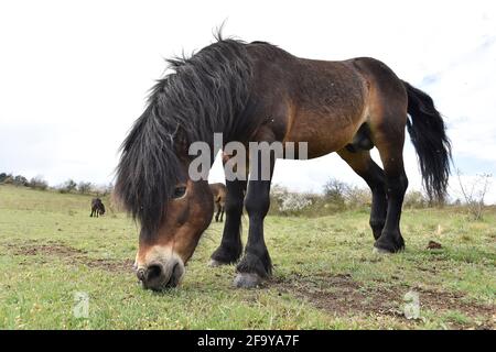 Südmähren, Niederösterreich, 20. April 2021. Wilde Exmoor-Ponys im Nationalpark Podyji in Südmähren, der sich entlang des Dyje (Thaya), einem Grenzfluss zwischen Südmähren und Niederösterreich, erstreckt, am Dienstag, den 20. April 2021. Die Pferde sollen eine Fläche von etwa 70 Hektar erhalten. Wildpferde kehren im Rahmen des Projekts „Military LIFE for Nature“ in die tschechische Natur zurück, um seltene Tierarten in fünf ehemaligen militärischen Trainingsgebieten in verschiedenen Teilen der Tschechischen Republik zu unterstützen und zu erhalten. Das Projekt wird von der Umweltorganisation Beleco geleitet, die mit der kooperiert Stockfoto