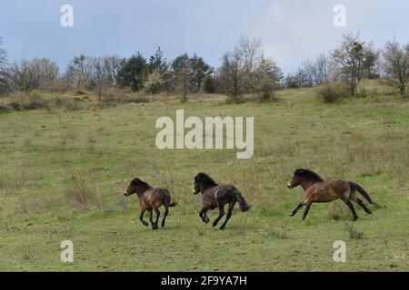 Südmähren, Niederösterreich, 20. April 2021. Wilde Exmoor-Ponys im Nationalpark Podyji in Südmähren, der sich entlang des Dyje (Thaya), einem Grenzfluss zwischen Südmähren und Niederösterreich, erstreckt, am Dienstag, den 20. April 2021. Die Pferde sollen eine Fläche von etwa 70 Hektar erhalten. Wildpferde kehren im Rahmen des Projekts „Military LIFE for Nature“ in die tschechische Natur zurück, um seltene Tierarten in fünf ehemaligen militärischen Trainingsgebieten in verschiedenen Teilen der Tschechischen Republik zu unterstützen und zu erhalten. Das Projekt wird von der Umweltorganisation Beleco geleitet, die mit der kooperiert Stockfoto