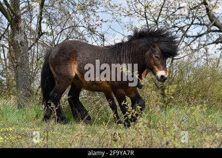 Südmähren, Niederösterreich, 20. April 2021. Wilde Exmoor-Ponys im Nationalpark Podyji in Südmähren, der sich entlang des Dyje (Thaya), einem Grenzfluss zwischen Südmähren und Niederösterreich, erstreckt, am Dienstag, den 20. April 2021. Die Pferde sollen eine Fläche von etwa 70 Hektar erhalten. Wildpferde kehren im Rahmen des Projekts „Military LIFE for Nature“ in die tschechische Natur zurück, um seltene Tierarten in fünf ehemaligen militärischen Trainingsgebieten in verschiedenen Teilen der Tschechischen Republik zu unterstützen und zu erhalten. Das Projekt wird von der Umweltorganisation Beleco geleitet, die mit der kooperiert Stockfoto