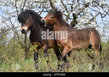 Südmähren, Niederösterreich, 20. April 2021. Wilde Exmoor-Ponys im Nationalpark Podyji in Südmähren, der sich entlang des Dyje (Thaya), einem Grenzfluss zwischen Südmähren und Niederösterreich, erstreckt, am Dienstag, den 20. April 2021. Die Pferde sollen eine Fläche von etwa 70 Hektar erhalten. Wildpferde kehren im Rahmen des Projekts „Military LIFE for Nature“ in die tschechische Natur zurück, um seltene Tierarten in fünf ehemaligen militärischen Trainingsgebieten in verschiedenen Teilen der Tschechischen Republik zu unterstützen und zu erhalten. Das Projekt wird von der Umweltorganisation Beleco geleitet, die mit der kooperiert Stockfoto