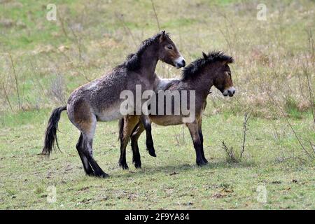 Südmähren, Niederösterreich, 20. April 2021. Wilde Exmoor-Ponys im Nationalpark Podyji in Südmähren, der sich entlang des Dyje (Thaya), einem Grenzfluss zwischen Südmähren und Niederösterreich, erstreckt, am Dienstag, den 20. April 2021. Die Pferde sollen eine Fläche von etwa 70 Hektar erhalten. Wildpferde kehren im Rahmen des Projekts „Military LIFE for Nature“ in die tschechische Natur zurück, um seltene Tierarten in fünf ehemaligen militärischen Trainingsgebieten in verschiedenen Teilen der Tschechischen Republik zu unterstützen und zu erhalten. Das Projekt wird von der Umweltorganisation Beleco geleitet, die mit der kooperiert Stockfoto