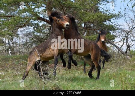 Südmähren, Niederösterreich, 20. April 2021. Wilde Exmoor-Ponys im Nationalpark Podyji in Südmähren, der sich entlang des Dyje (Thaya), einem Grenzfluss zwischen Südmähren und Niederösterreich, erstreckt, am Dienstag, den 20. April 2021. Die Pferde sollen eine Fläche von etwa 70 Hektar erhalten. Wildpferde kehren im Rahmen des Projekts „Military LIFE for Nature“ in die tschechische Natur zurück, um seltene Tierarten in fünf ehemaligen militärischen Trainingsgebieten in verschiedenen Teilen der Tschechischen Republik zu unterstützen und zu erhalten. Das Projekt wird von der Umweltorganisation Beleco geleitet, die mit der kooperiert Stockfoto