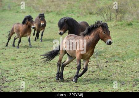 Südmähren, Niederösterreich, 20. April 2021. Wilde Exmoor-Ponys im Nationalpark Podyji in Südmähren, der sich entlang des Dyje (Thaya), einem Grenzfluss zwischen Südmähren und Niederösterreich, erstreckt, am Dienstag, den 20. April 2021. Die Pferde sollen eine Fläche von etwa 70 Hektar erhalten. Wildpferde kehren im Rahmen des Projekts „Military LIFE for Nature“ in die tschechische Natur zurück, um seltene Tierarten in fünf ehemaligen militärischen Trainingsgebieten in verschiedenen Teilen der Tschechischen Republik zu unterstützen und zu erhalten. Das Projekt wird von der Umweltorganisation Beleco geleitet, die mit der kooperiert Stockfoto