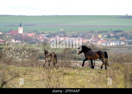 Südmähren, Niederösterreich, 20. April 2021. Wilde Exmoor-Ponys im Nationalpark Podyji in Südmähren, der sich entlang des Dyje (Thaya), einem Grenzfluss zwischen Südmähren und Niederösterreich, erstreckt, am Dienstag, den 20. April 2021. Die Pferde sollen eine Fläche von etwa 70 Hektar erhalten. Wildpferde kehren im Rahmen des Projekts „Military LIFE for Nature“ in die tschechische Natur zurück, um seltene Tierarten in fünf ehemaligen militärischen Trainingsgebieten in verschiedenen Teilen der Tschechischen Republik zu unterstützen und zu erhalten. Das Projekt wird von der Umweltorganisation Beleco geleitet, die mit der kooperiert Stockfoto