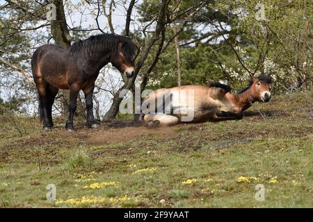 Südmähren, Niederösterreich, 20. April 2021. Wilde Exmoor-Ponys im Nationalpark Podyji in Südmähren, der sich entlang des Dyje (Thaya), einem Grenzfluss zwischen Südmähren und Niederösterreich, erstreckt, am Dienstag, den 20. April 2021. Die Pferde sollen eine Fläche von etwa 70 Hektar erhalten. Wildpferde kehren im Rahmen des Projekts „Military LIFE for Nature“ in die tschechische Natur zurück, um seltene Tierarten in fünf ehemaligen militärischen Trainingsgebieten in verschiedenen Teilen der Tschechischen Republik zu unterstützen und zu erhalten. Das Projekt wird von der Umweltorganisation Beleco geleitet, die mit der kooperiert Stockfoto