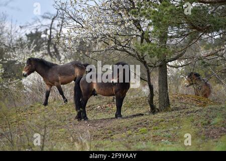 Südmähren, Niederösterreich, 20. April 2021. Wilde Exmoor-Ponys im Nationalpark Podyji in Südmähren, der sich entlang des Dyje (Thaya), einem Grenzfluss zwischen Südmähren und Niederösterreich, erstreckt, am Dienstag, den 20. April 2021. Die Pferde sollen eine Fläche von etwa 70 Hektar erhalten. Wildpferde kehren im Rahmen des Projekts „Military LIFE for Nature“ in die tschechische Natur zurück, um seltene Tierarten in fünf ehemaligen militärischen Trainingsgebieten in verschiedenen Teilen der Tschechischen Republik zu unterstützen und zu erhalten. Das Projekt wird von der Umweltorganisation Beleco geleitet, die mit der kooperiert Stockfoto