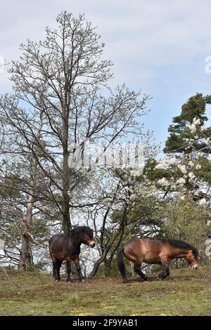 Südmähren, Niederösterreich, 20. April 2021. Wilde Exmoor-Ponys im Nationalpark Podyji in Südmähren, der sich entlang des Dyje (Thaya), einem Grenzfluss zwischen Südmähren und Niederösterreich, erstreckt, am Dienstag, den 20. April 2021. Die Pferde sollen eine Fläche von etwa 70 Hektar erhalten. Wildpferde kehren im Rahmen des Projekts „Military LIFE for Nature“ in die tschechische Natur zurück, um seltene Tierarten in fünf ehemaligen militärischen Trainingsgebieten in verschiedenen Teilen der Tschechischen Republik zu unterstützen und zu erhalten. Das Projekt wird von der Umweltorganisation Beleco geleitet, die mit der kooperiert Stockfoto