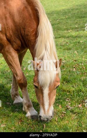 Haflingerpferd, auch bekannt als Avelignese (Equus ferus caballus), grast auf einer Weide in Deutschland, Europa Stockfoto