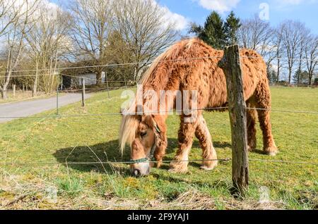 Haflingerpferd, auch bekannt als Avelignese (Equus ferus caballus), grast auf einer Weide in Deutschland, Europa Stockfoto