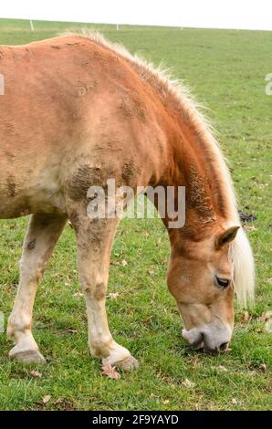 Haflingerpferd, auch bekannt als Avelignese (Equus ferus caballus), grast auf einer Weide in Deutschland, Europa Stockfoto