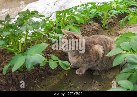 Eine graue Ingwerkatze sitzt zwischen Kartoffelsträuchern in einem Gewächshaus. Tierportrait. Gestreift gestromt weibliche kurzhaarige Landkatze auf der Suche nach Mäusen auf dem Bauernhof Stockfoto