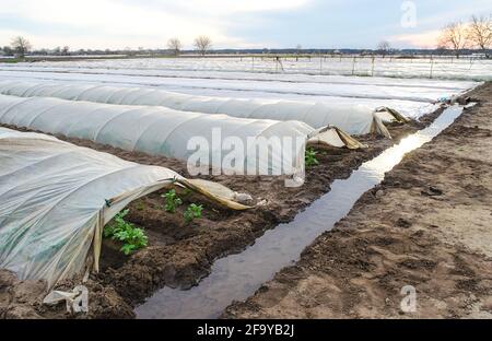 Offene Tunnelreihen von Kartoffelbüschen Plantage und einem mit Wasser gefüllten Bewässerungskanal. Wachsen frühe Kartoffeln unter Schutzhülle Plastikfolie. Gr Stockfoto